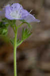 Fuzzy phacelia